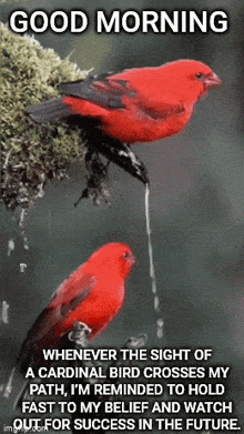 Cardinal Good Morning Birds GIF - Cardinal Good Morning Birds GIFs