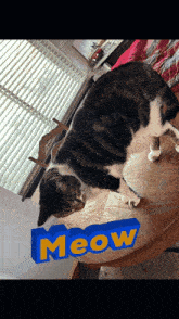 a cat is laying on a table with the word meow written on it