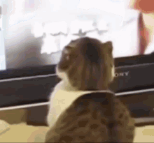 Cat Cat Surprised GIF - Cat Cat Surprised Cat Caught GIFs