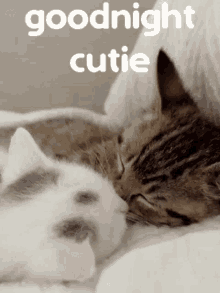 Goodnight Goodnight Cutie GIF - Goodnight Goodnight Cutie Sleepy GIFs