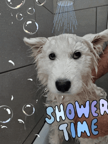 a picture of a dog taking a shower with the words shower time written on it
