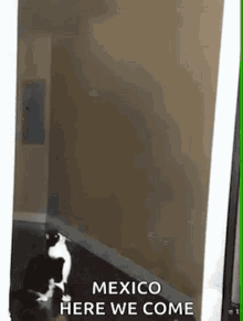 Cats Abduction GIF - Cats Abduction Alien GIFs