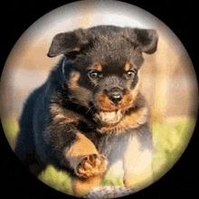 a rottweiler puppy is running in a circle .