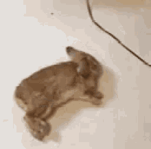 Bunny Run GIF - Bunny Run Sleep GIFs