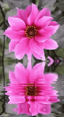 Flower Reflection GIF - Flower Reflection GIFs