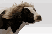 Wig Cow GIF - Wig Cow Hair GIFs