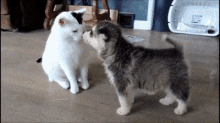 Guess What, It'S Puppy Day GIF - Puppy Cat Puppy Day GIFs