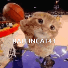 Ballincat43 GIF - Ballincat43 GIFs