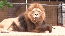 Legit GIF - Dogs Lions Cats GIFs