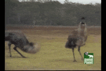 Emu Dance GIF - Emu Dance Dancing GIFs