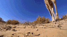 Giraffe 3d GIF - Giraffe 3d Desert GIFs