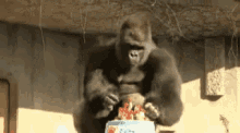 Gorilla Funny Animals GIF - Gorilla Funny Animals Birthday GIFs