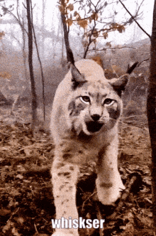 Whisker Lynx GIF - Whisker Lynx Cat GIFs