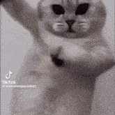 Cat Me GIF - Cat Me Cat Dancing GIFs