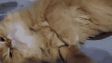 Persian Cat Cat GIF - Persian Cat Cat GIFs