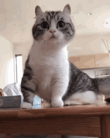Cat Lurk GIF - Cat Lurk GIFs