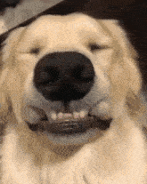 sorrindo cachorro