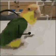GIF