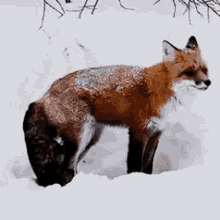 Fox GIF - Fox GIFs