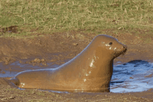 Dirt Seal Dirt GIF - Dirt Seal Dirt Muddy Boy GIFs