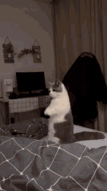 Cat кот GIF - Cat кот Asks GIFs