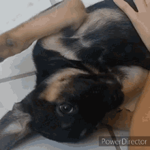 a german shepherd puppy is laying on its back with a person 's hand petting it .