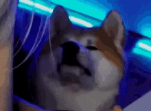 Ary Hellhound GIF - Ary Hellhound GIFs