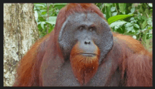 Orangutan GIF