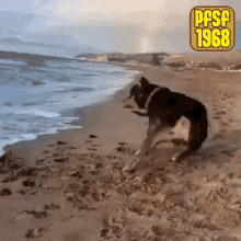 Pfsf1968 Dogs GIF - Pfsf1968 Dogs Beach GIFs