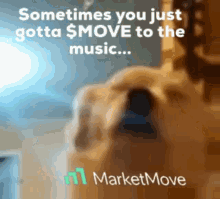 vibes music dog marketmove move