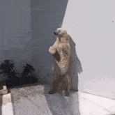 a polar bear standing on its hind legs against a wall