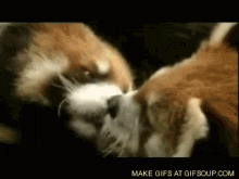 Red Panda Kiss GIF - Red Panda Kiss GIFs