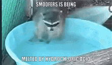 Smoofers GIF - Smoofers GIFs