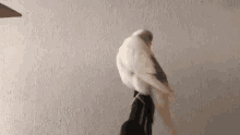 Pixel Bird GIF