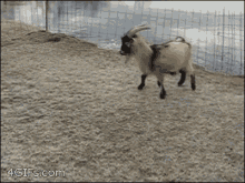 animals goat ice slides cute