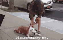 carry me please carry me bulldog lazy dog lazy bulldog