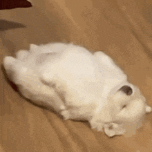 a small white dog laying on its back on a wooden floor .
