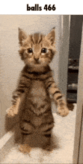 a kitten standing on its hind legs with the words balls 666 written above it