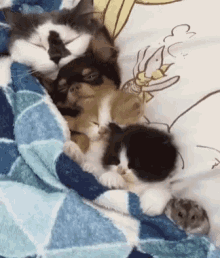 Funny Animals Pets GIF - Funny Animals Pets Cute Animals GIFs