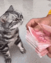 Cat Cash GIF - Cat Cash Mlem GIFs