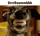 Urdumb GIF - Urdumb GIFs