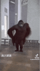 Monkey Dancing GIF - Monkey Dancing Fierce GIFs