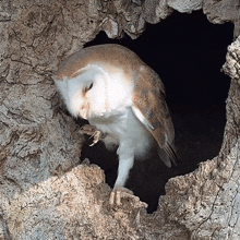 the owl is cleaning itself barn owl robert e fuller the owl is preening itself the owl is tidying its feathers