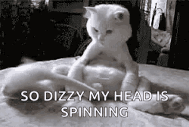 Cats Funny Animals GIF - Cats Funny Animals Cute - Discover ...