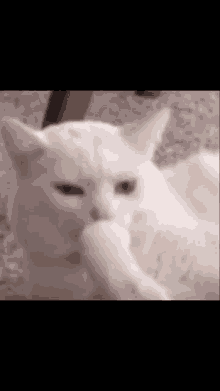 Shocked Cat Shocked Face GIF - Shocked Cat Shocked Face Thats Some Tea GIFs