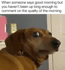 when someone says good morning but you haven 't been up long enough to comment on the quality of the morning dog
