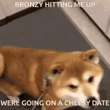 Bronzy Shiba GIF - Bronzy Shiba Cheese GIFs