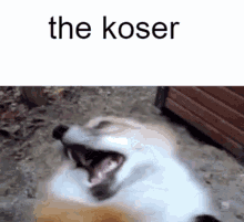 Koser GIF - Koser GIFs