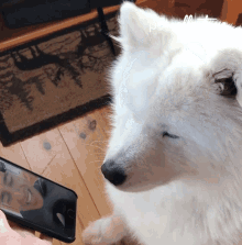 Howl The Pet Collective GIF - Howl The Pet Collective Video Call GIFs