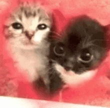 Cat Love Heart GIF - Cat Love Love Heart GIFs